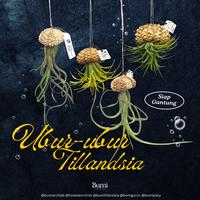Gambar Ubur-Ubur Tillandsia Siap Gantung / Kerang Sea urchins / Landak Laut / Bulu Babi Tilly - BUMI Air Plants Udara Jellyfish Standing Gantungan - Druid dari Bumi Orchids & Tillandsia undefined 3 Tokopedia