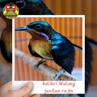 Gambar burung kolibri wulung full metalik jantan rajin bunyi special dari masteranburung_kicaumania undefined 1 Tokopedia