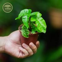 Gambar Tectaria angulata / Tanaman Pakis / Fern dari fern&wonder undefined 2 Tokopedia