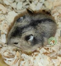 Gambar HAMSTER murah BERBAGAI JENIS  Campbell Polos Campbell Dominani Campbell Panda Sirian Winter Golden Roborovsky - campbell polos, jantan  dari toko bangmama undefined 2 Tokopedia