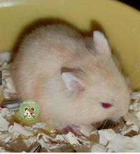 Gambar HAMSTER murah BERBAGAI JENIS  Campbell Polos Campbell Dominani Campbell Panda Sirian Winter Golden Roborovsky - campbell polos, jantan  dari toko bangmama undefined 1 Tokopedia