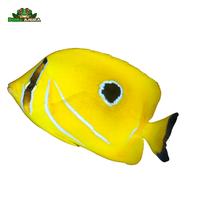 Gambar Ikan hias laut Kepe-kepe bulan asli - Bluelashed butterflyfish - Chaetodon bennetti dari Dunia Anura 99 undefined 2 Tokopedia