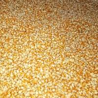 Gambar jagung pipil kering riject pakan ayam dari Palawija_Indonesia undefined 2 Tokopedia