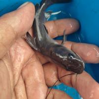 Gambar bibit ikan baung asli budidaya,makan full pelet jd aman dipelihara kembali dari mina remaja undefined 1 Tokopedia