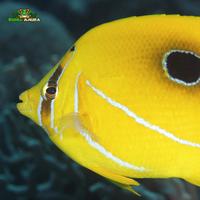 Gambar Ikan hias laut Kepe-kepe bulan asli - Bluelashed butterflyfish - Chaetodon bennetti dari Dunia Anura 99 undefined 5 Tokopedia