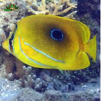 Gambar Ikan hias laut Kepe-kepe bulan asli - Bluelashed butterflyfish - Chaetodon bennetti dari Dunia Anura 99 undefined 4 Tokopedia