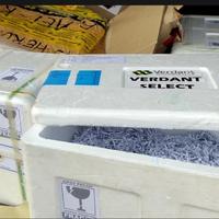 Gambar Benih Sawit unggul VERDANT SELECT ORIGINAL dari PUSAT BENIH BIBIT UNGGUL undefined 2 Tokopedia