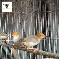 Gambar Burung Prenjak atas Bahan Semi Voer dari Dewa Feed Pet Store undefined 3 Tokopedia