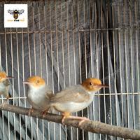 Gambar Burung Prenjak atas Bahan Semi Voer dari Dewa Feed Pet Store undefined 4 Tokopedia