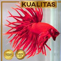 Gambar Cupang Crown Tail Jantan Super Red Ikan Hias Aquascape Hiasan Aquarium dari renbodash undefined 1 Tokopedia