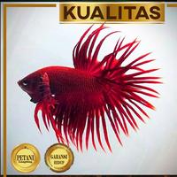 Gambar Cupang Crown Tail Jantan Super Red Ikan Hias Aquascape Hiasan Aquarium dari renbodash undefined 2 Tokopedia