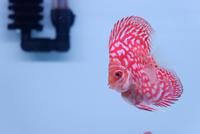 Gambar Ikan Discus Pigeon Checkerboard Buldog / high body extreem 3 Inch dari sansdiscus undefined 4 Tokopedia