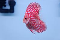 Gambar Ikan Discus Pigeon Checkerboard Buldog / high body extreem 3 Inch dari sansdiscus undefined 3 Tokopedia