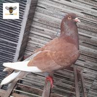 Gambar Burung Merpati Pasangan giring Rawatan - Merpati Piyik dari Dewa Feed Pet Store undefined 3 Tokopedia