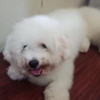 Gambar Anjing Bichon Frise Jantan STB Turunan Golden Sun Lucu Istimewa dari PABENG PARROT undefined 4 Tokopedia