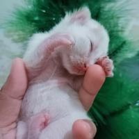 Gambar kitten anggora mix 3bulan dari zalukhupunya undefined 3 Tokopedia