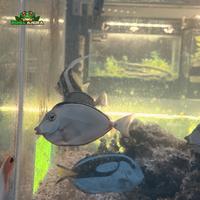 Gambar Ikan hias laut Naso Bali  - Naso lituratus dari Dunia Anura 99 undefined 5 Tokopedia