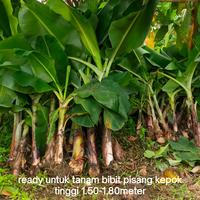 Gambar bibit pisang kepok ready untuk tanam tinggi 1.60-1.90cm dari Acehshop-1 undefined 1 Tokopedia