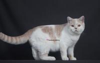 Gambar Kucing Scottish Straight Shorthair Cream Tabby & White Bicolor Jantan (Invoice) dari IMMONI PETCARE undefined 3 Tokopedia