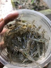 Gambar Udang Sawah Hidup Satu Muk Besar Pakan Ikan Predator Arwana Oscar Channa Pbass dari TOBA AROWANA undefined 1 Tokopedia