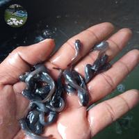 Gambar bibit ikan lele paket isi 100 ekor dari Adul farm_NEW undefined 4 Tokopedia