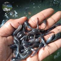 Gambar bibit ikan lele paket isi 100 ekor dari Adul farm_NEW undefined 1 Tokopedia