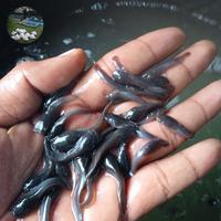 Gambar bibit ikan lele paket isi 100 ekor dari Adul farm_NEW undefined 3 Tokopedia