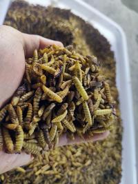 Gambar Maggot/Magot Kering BSF / Dry Maggot grade B 1 kg dari Protein Indonesia undefined 3 Tokopedia