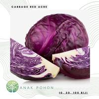 Gambar Benih / Bibit / Biji - Cabbage Red Acre / Kol Kubis Merah - IMPORT dari Anak Pohon undefined 1 Tokopedia