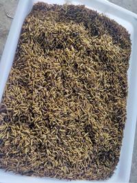 Gambar Maggot/Magot Kering BSF / Dry Maggot grade B 1 kg dari Protein Indonesia undefined 2 Tokopedia