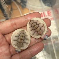 Gambar Kura Res Caramel | Kura Caramel dari Indonesianturtle undefined 3 Tokopedia