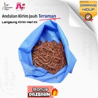 Gambar Cacing Tanah Kalung ANC Lumbricus Hidup Umpan Pancing Pakan 1000gr 1Kg - Kalung Kebo, 250gr dari Ayonalam Raya undefined 1 Tokopedia