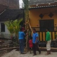 Gambar pohon kelapa hijau berbuah dari Tania Flowrist undefined 2 Tokopedia