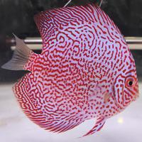Gambar Discus SKV Super King Viper 3'5 Up dari Makelar Discus undefined 1 Tokopedia