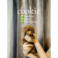 Gambar Dijual Super Red Toy Poodle dari ngKasbon Store undefined 5 Tokopedia
