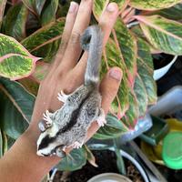 Gambar Sugar glider low moza jantan dari ido_sugarglider undefined 2 Tokopedia