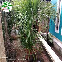 Gambar tanaman hias pandan bali bercabang rimbun 2 m. plus pot 50 cm hitam dari alif segar tanaman hias undefined 3 Tokopedia