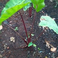 Gambar pohon talas merah tanaman tales merah dari Nazril florist undefined 1 Tokopedia