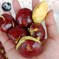 Gambar PROMO JENGKOL TUA-JENGKOL KOLOT TERMURAH 1KG dari Central Kebun Kita undefined 1 Tokopedia