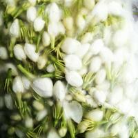 Gambar er A_y Bunga Melati Petik Fresh untuk rangkai & tabur dari kumalasari022 undefined 3 Tokopedia