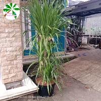 Gambar tanaman hias pandan bali bercabang rimbun 2 m. plus pot 50 cm hitam dari alif segar tanaman hias undefined 1 Tokopedia