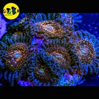 Gambar Green Nebula zoa zoanthid polip ultra rare dari 46 nemo reef undefined 1 Tokopedia