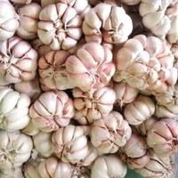 Gambar bawang putih 1kg pasar samarinda dari WONG MADION SAMARINDA undefined 2 Tokopedia