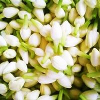 Gambar er A_y Bunga Melati Petik Fresh untuk rangkai & tabur dari kumalasari022 undefined 2 Tokopedia