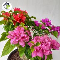 Gambar ( BISA COD ) Bibit Tanaman Hias Bunga Bougenville 3 Warna - Pink, Red, Violet Foxtail - Bibit Tanaman Hias Bougenville Kembang Kertas dari Berkah Taman Indah. undefined 3 Tokopedia