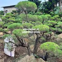 Gambar pohon cemara udang || tinggi 1,5 - 2meter murah dari POHONSEGAR.ID undefined 3 Tokopedia