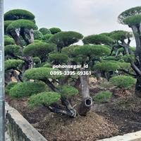 Gambar pohon cemara udang || tinggi 1,5 - 2meter murah dari POHONSEGAR.ID undefined 1 Tokopedia