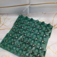 Gambar EGGTRAY PLASTIK HIJAU KECIL ISI 10 PCS/BESAR/TEMPAT TELUR AYAM/KANDANG PETELUR AYAM-besar dari BIGBOSSFARM undefined 2 Tokopedia