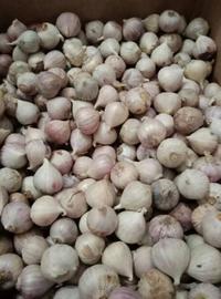 Gambar Bawang Putih Tunggal / Lanang Import Super 500Gram dari TiariSgrosir undefined 2 Tokopedia