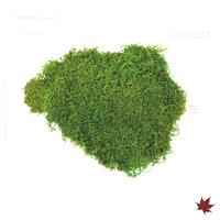 Gambar High Quality Flat Preserved Moss 50g/10g | Brand Verdissimo | Made in Spain - Green 10g dari PREFLEUR ONLINE undefined 1 Tokopedia